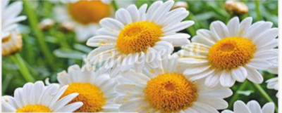 Стол обеденный раздвижной Паук-2 В5 (Ромашки)